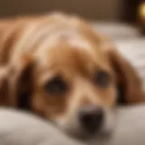 A dog lying on a soft bed looking uneasy