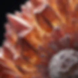 Close-up of cat urinary crystals under a microscope showcasing their structure