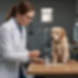 A dog looking concerned with a veterinarian examining a stool sample