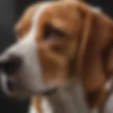 Beagle with a concerned expression, showcasing ear discomfort