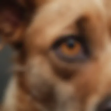 Close-up of a dog's ear with redness and irritation