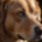 A close-up of a dog with a concerned expression, indicating discomfort due to an ear infection.