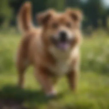 A healthy dog playing in a grassy area, symbolizing good gastrointestinal health.