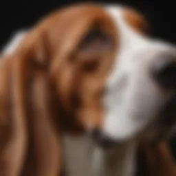 Basset Hound with alert ears showcasing its unique ear structure