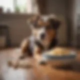 A happy dog enjoying a bowl of bland rice and chicken