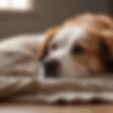 A calm dog resting comfortably on a soft blanket