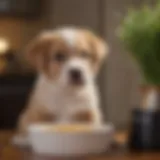 A close-up of a puppy looking concerned with a bowl of bland food nearby.