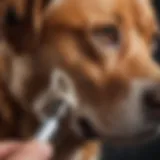 A dog with its ear being examined by a veterinarian