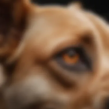 Close-up of a dog's ear with redness and swelling