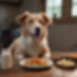 A wholesome meal for a dog with diarrhea