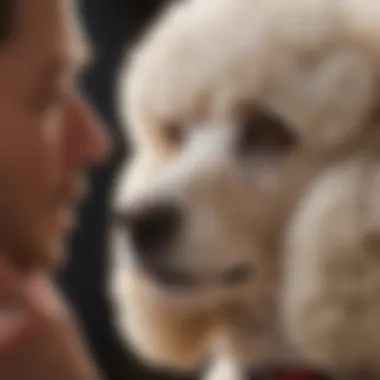 Owner inspecting a Poodle's ears