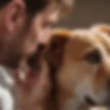 Veterinarian examining a dog's ear