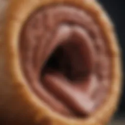 A close-up of a dog's digestive system illustration