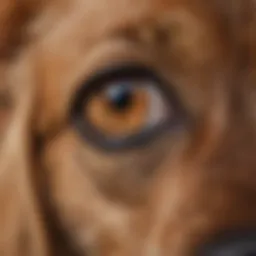 A close-up view of a dog's ear showing signs of irritation and redness