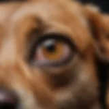 Close-up of a dog's ear showing signs of discomfort