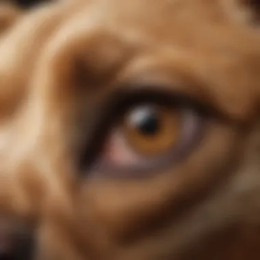 Close-up of a dog's ear showing signs of infection