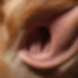 Close-up view of a dog's ear anatomy highlighting the ear canal