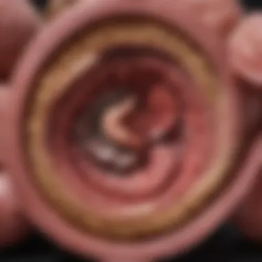 A close-up view of canine digestive anatomy highlighting the intestines