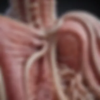 Gastrointestinal Tract and Blockages Illustration of the gastrointestinal tract highlighting potential blockage areas.