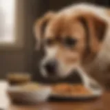 A healthy dog enjoying a bowl of bland diet food for diarrhea recovery.