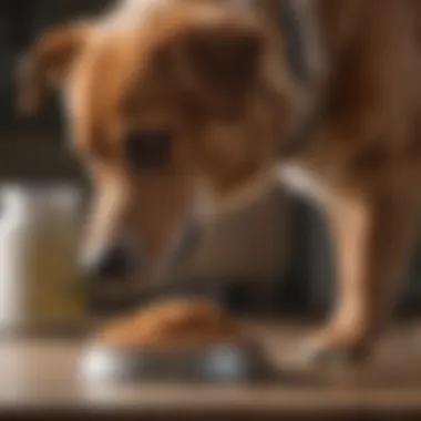 Veterinarian examining a dog's health