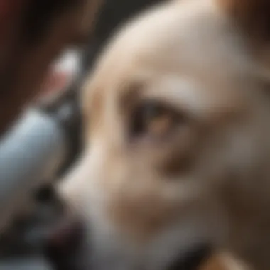 Veterinarian performing eye examination on a dog