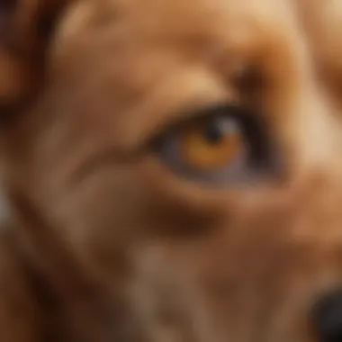 Close-up view of a dog's ear showing signs of infection