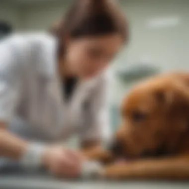 Veterinarian examining a dog with diarrhea