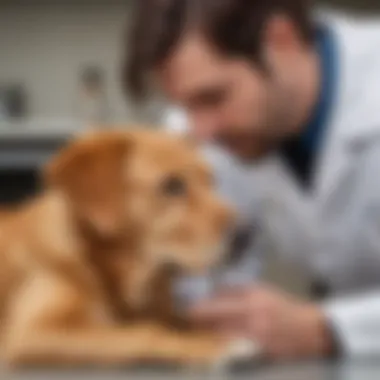 A veterinarian examining a dog with a clinical thermometer, illustrating medical assessment.