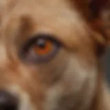 Close-up of a dog with an ear infection showing redness and inflammation.