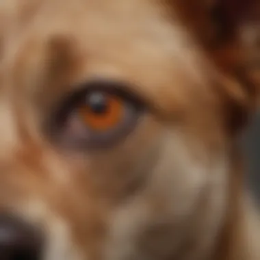 Close-up of a dog with an ear infection showing redness and inflammation.