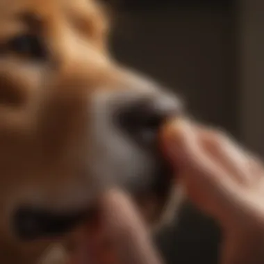 Veterinarian examining a dog's ear