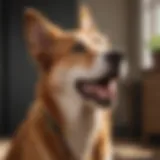 A dog exhibiting signs of panting in a warm environment