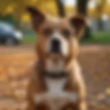 A dog looking anxious in a park setting