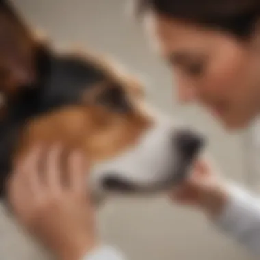 Veterinarian examining a dog's ear