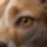 Close-up of a pet's ear showing signs of irritation