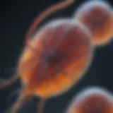 A close-up of Giardia parasites under a microscope, illustrating their structure.