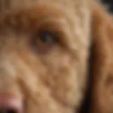 Anatomy of a Goldendoodle's ear showcasing the inner structure