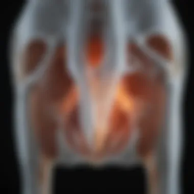 An X-ray image highlighting hip joint dysplasia in a dog.