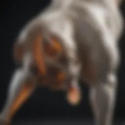 An X-ray showing hip dysplasia in a dog