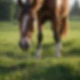 Horse in a lush pasture, showcasing a healthy environment for equine care.