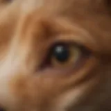 Close-up view of a puppy's ear showcasing signs of infection.