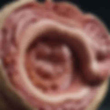 Digestive Health in Dogs Illustration of a dog's digestive system highlighting areas affected by diarrhea