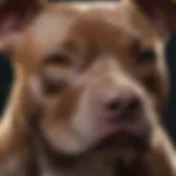 Close-up of a healthy pitbull showing shiny coat and bright eyes