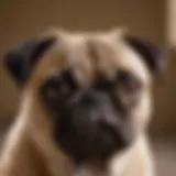 Close-up of a pug with clean ears