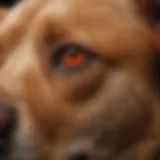 Close-up of a dog's red ear showcasing inflammation