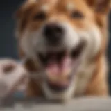 A veterinary dentist examining a dog's teeth with specialized tools