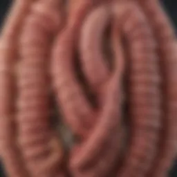Diagram illustrating small intestine anatomy