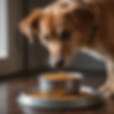 Dog eating from a bowl, showcasing proper feeding practices