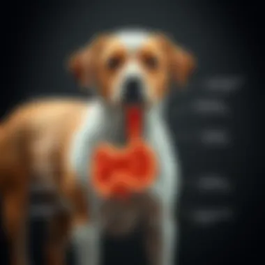 Diagram showing common gastrointestinal disorders in dogs